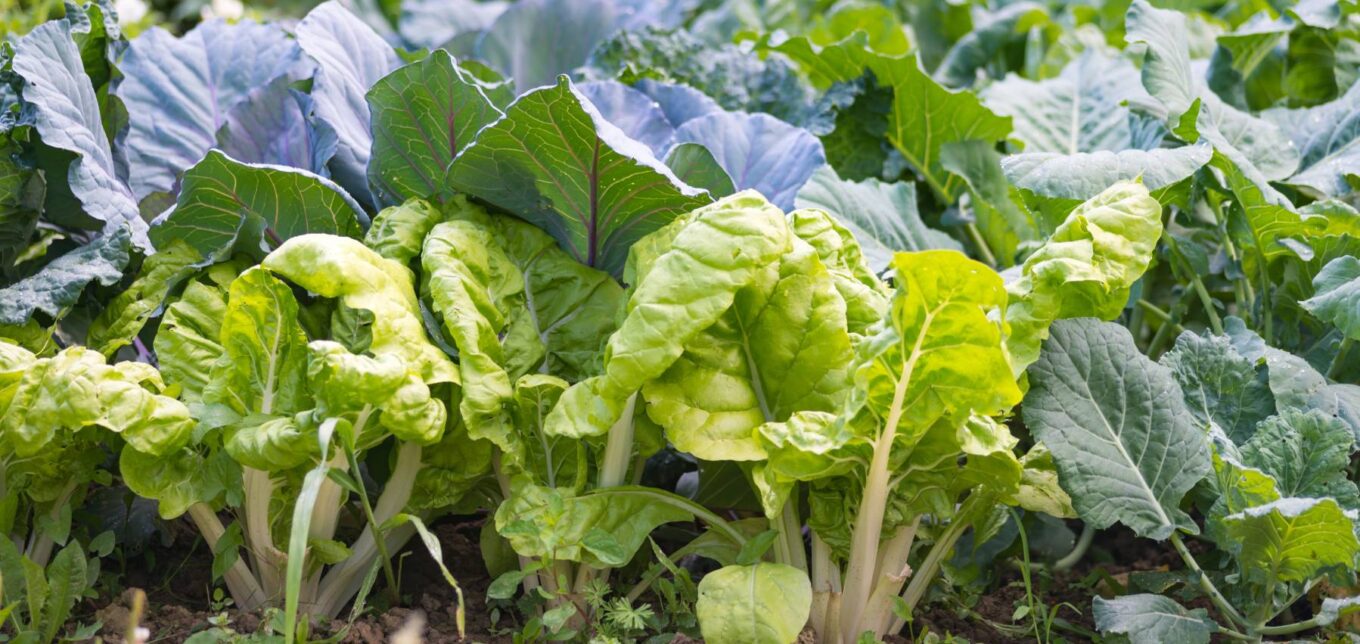 Fall Vegetable Planting – Mother Earth News - Vimarsana News